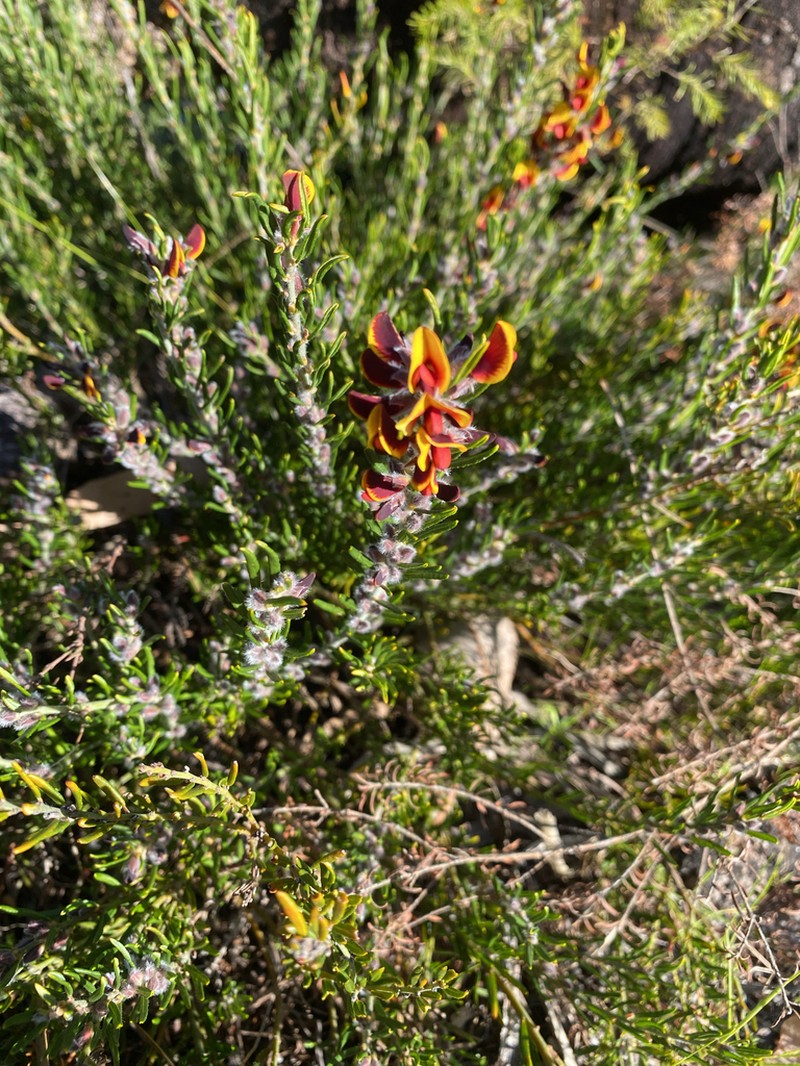 Aotus procumbens photo 2