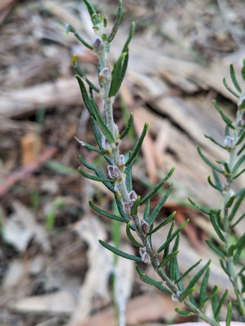 Aotus procumbens photo 3