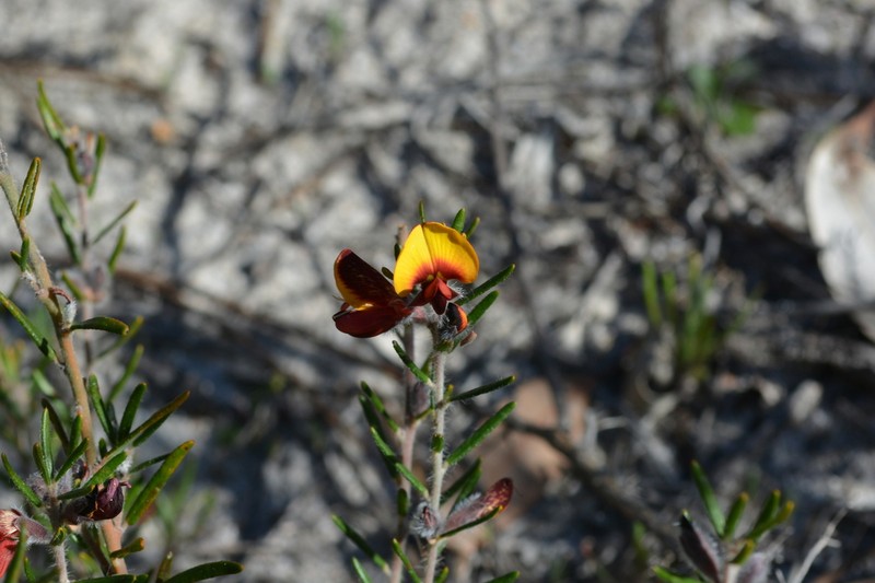 Aotus procumbens photo 4
