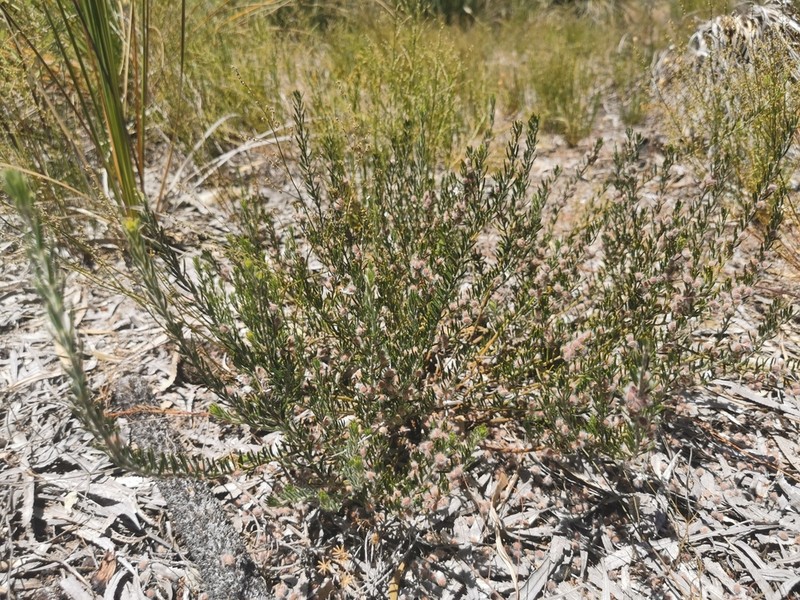 Aotus procumbens photo 5