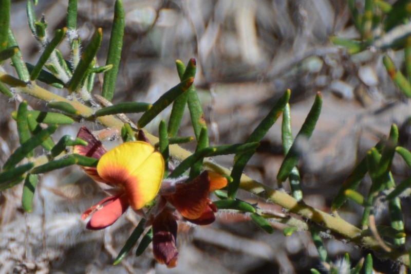 Aotus procumbens photo 6