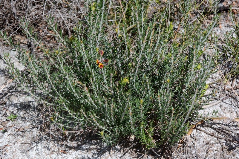 Aotus procumbens photo 7