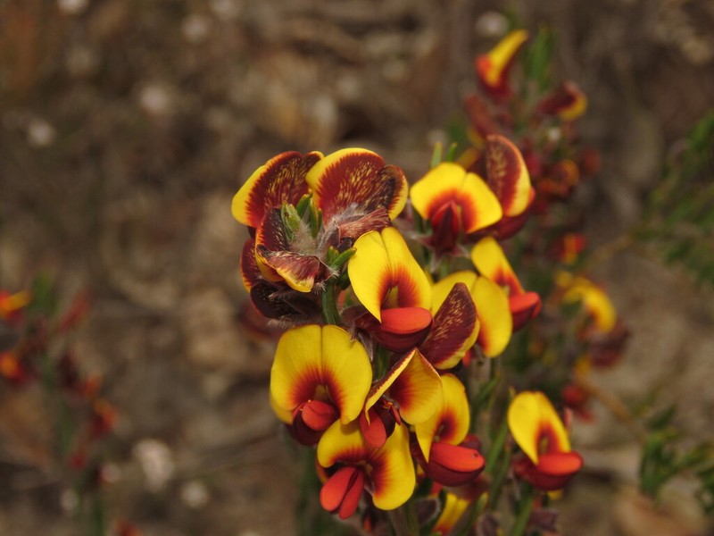 Aotus procumbens photo 8