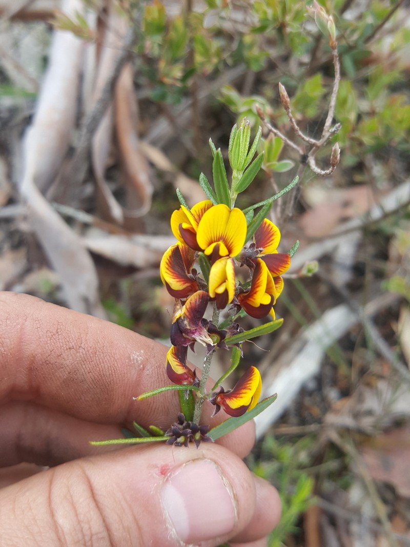Aotus subglauca