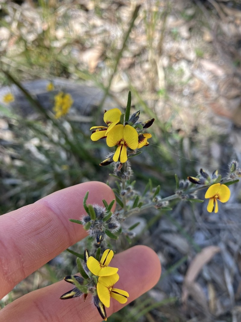 Aotus subglauca photo 2