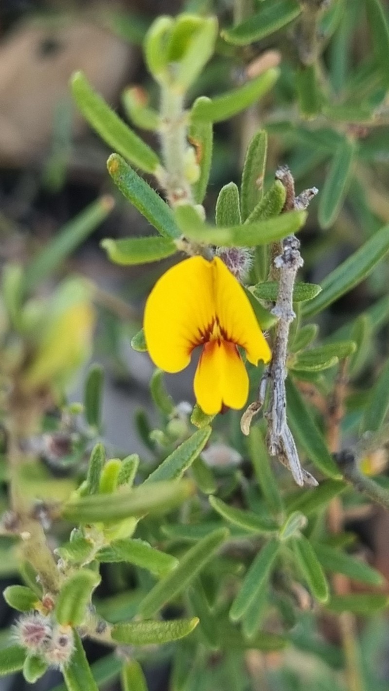 Aotus subglauca photo 3