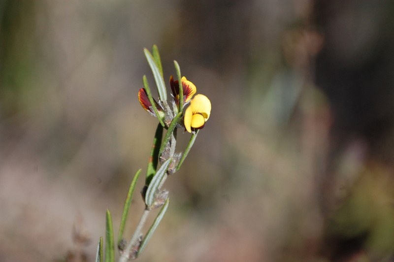 Aotus subglauca photo 4