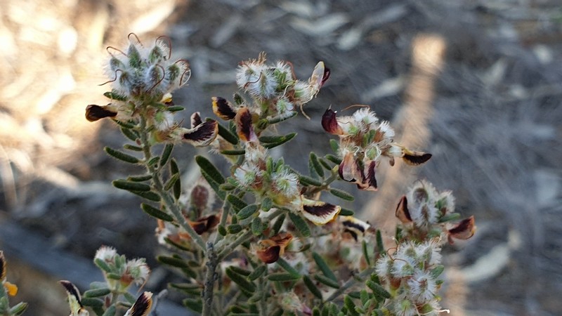 Aotus subglauca photo 5
