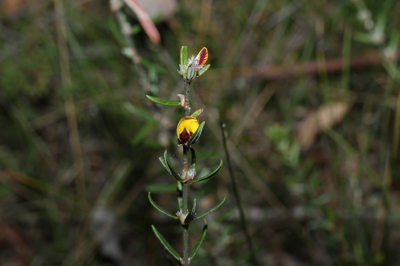 Aotus subglauca photo 6