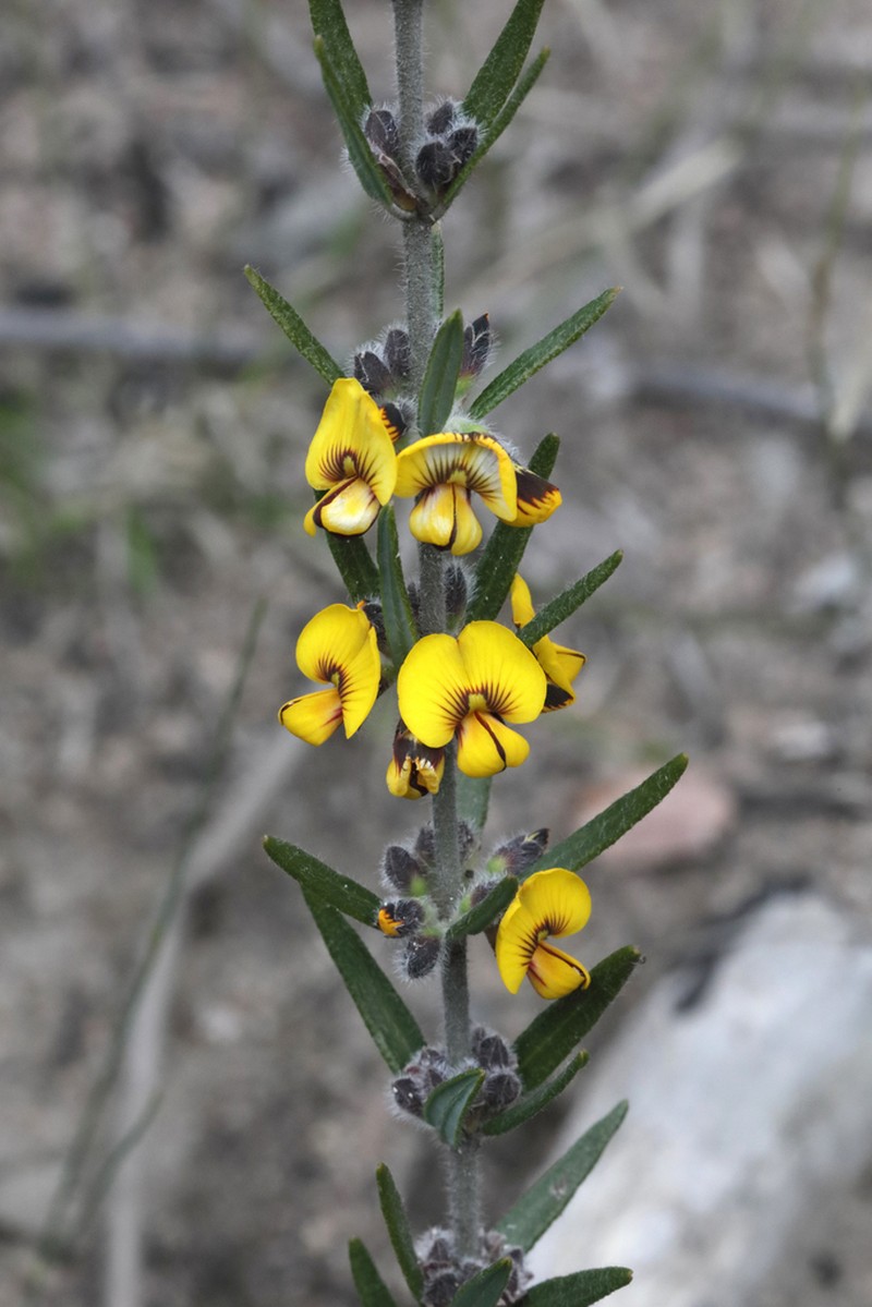 Aotus subglauca photo 7