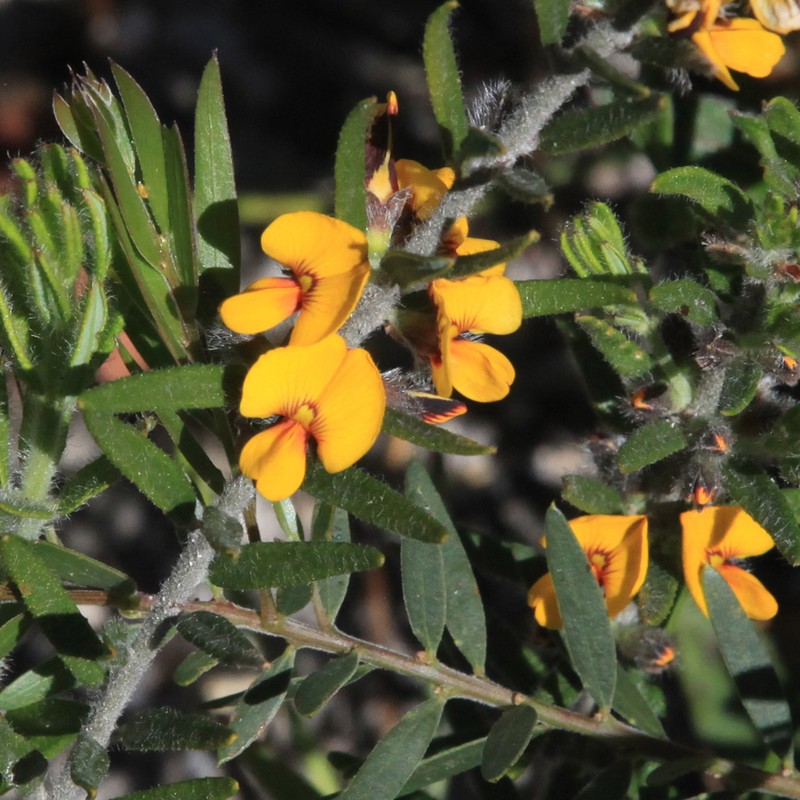 Aotus subglauca photo 8