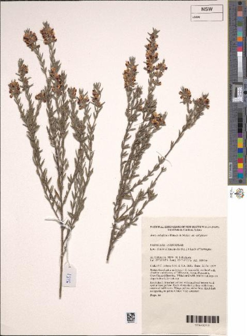 Aotus subglauca var. subglauca