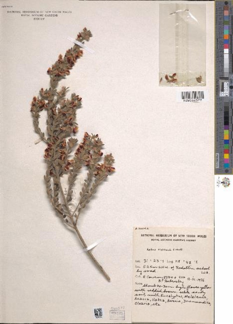 Aotus tietkensii photo 2