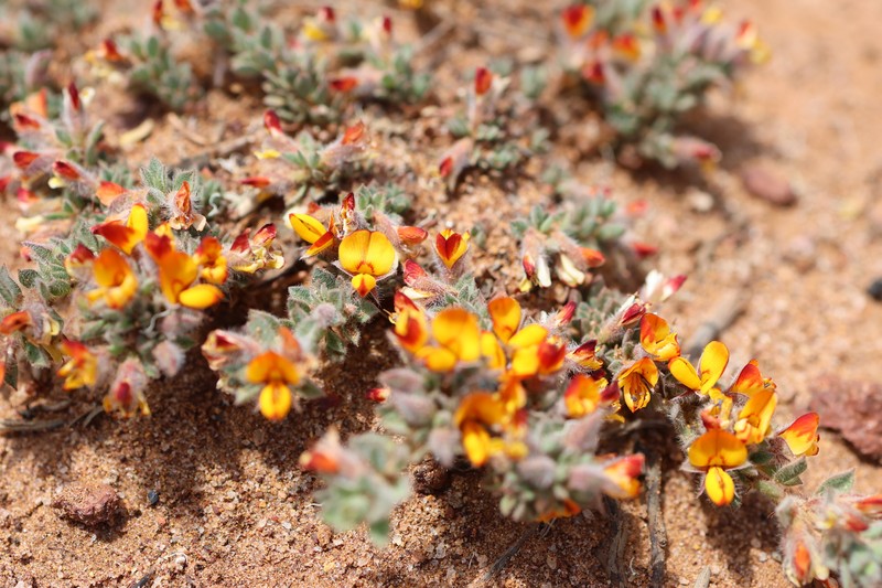 Aotus tietkensii photo 5