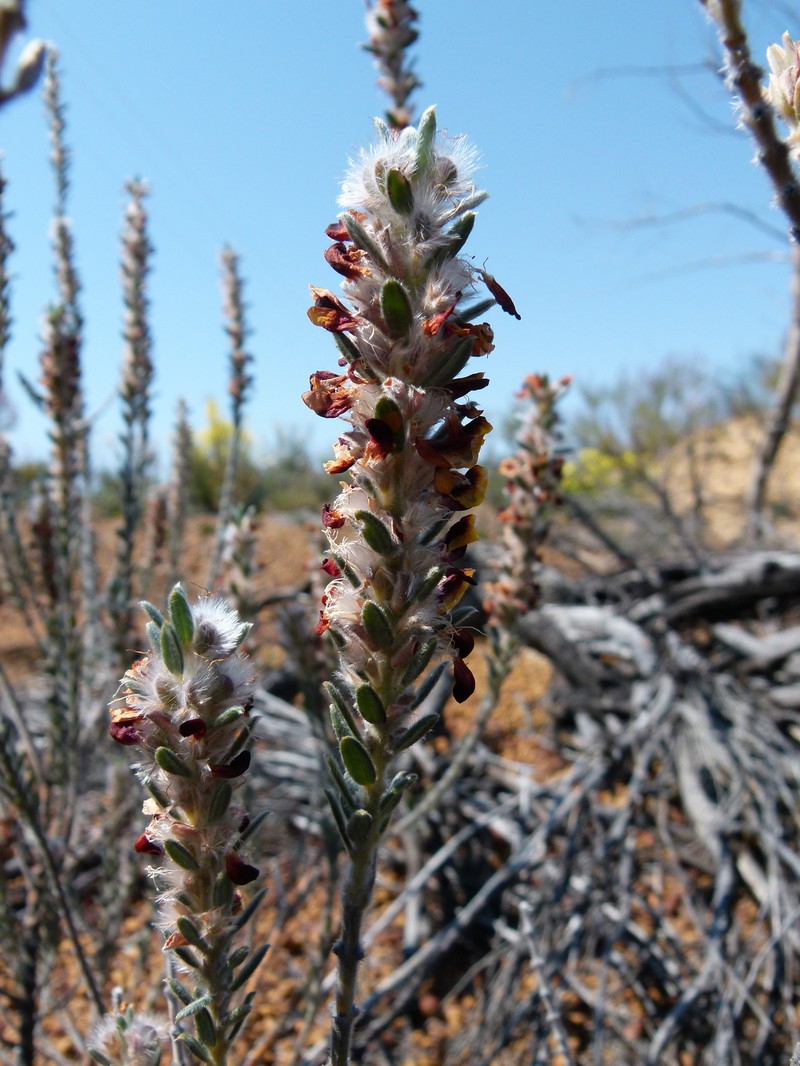 Aotus tietkensii photo 6