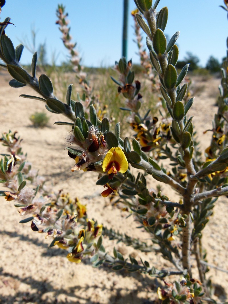 Aotus tietkensii photo 7