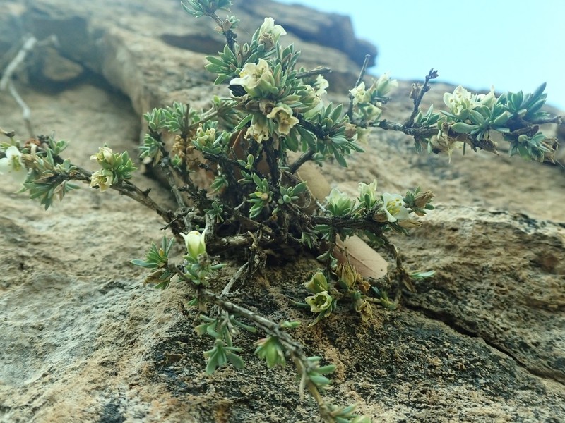 Apachebush photo 2