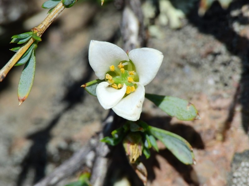 Apachebush photo 5