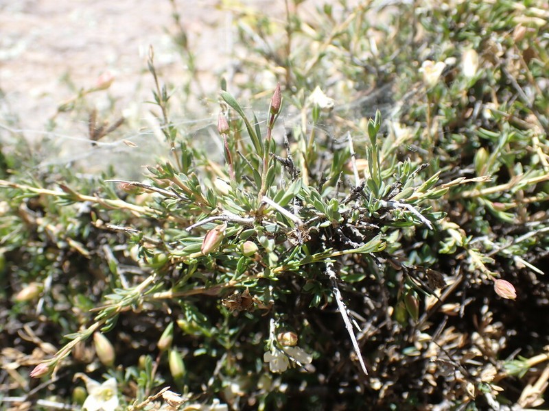 Apachebush photo 6