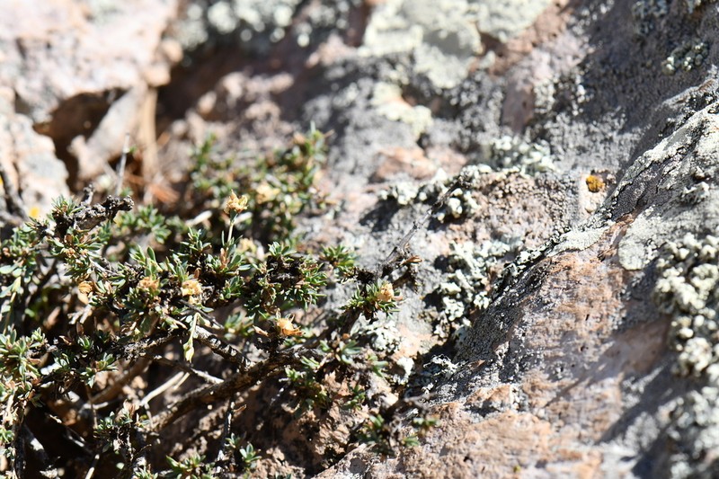 Apachebush photo 7