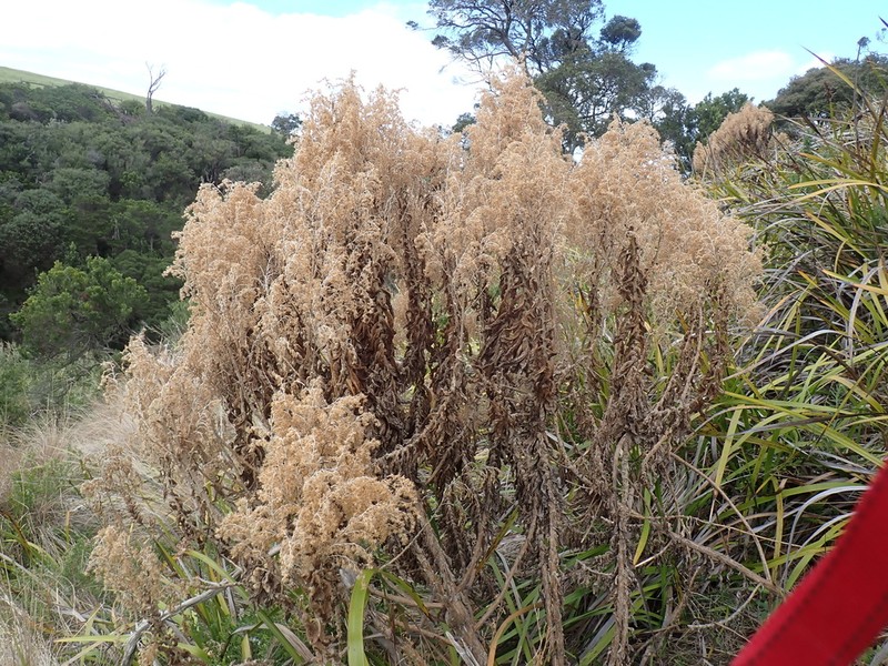 Apalochlamys spectabilis photo 2