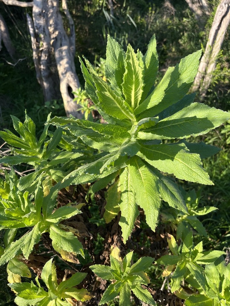Apalochlamys spectabilis photo 4