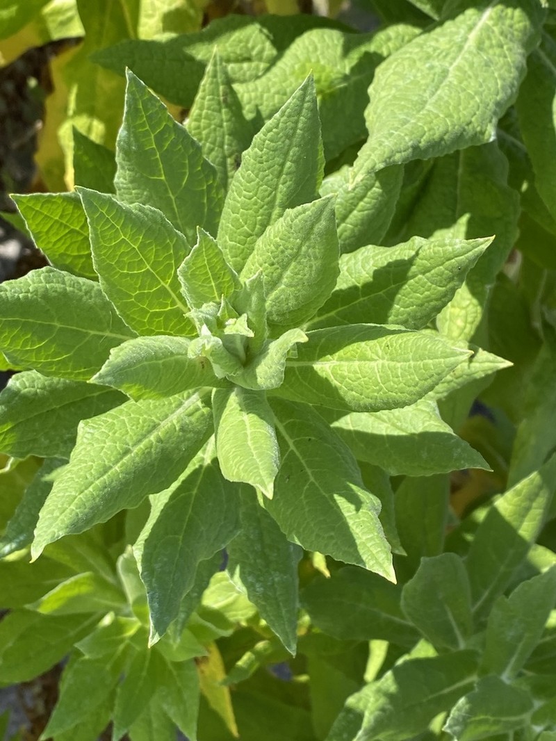 Apalochlamys spectabilis photo 5