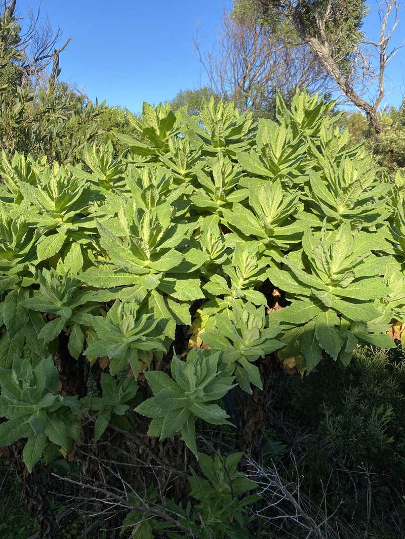 Apalochlamys spectabilis photo 6