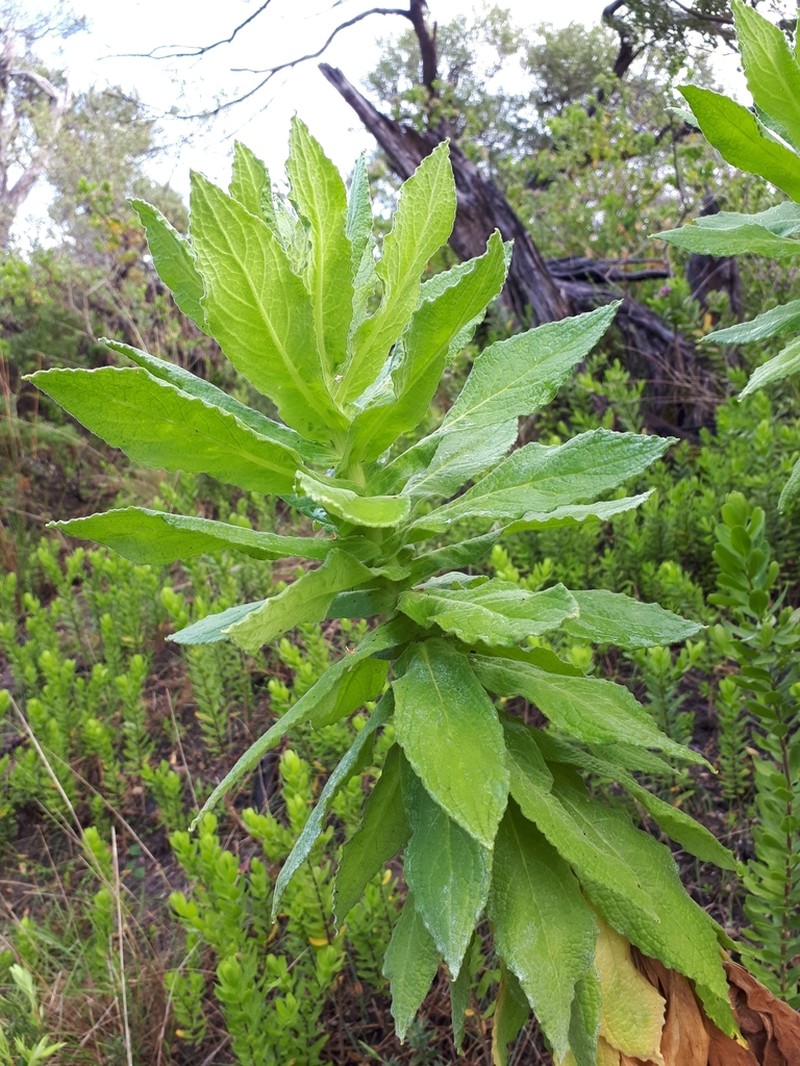Apalochlamys spectabilis photo 7