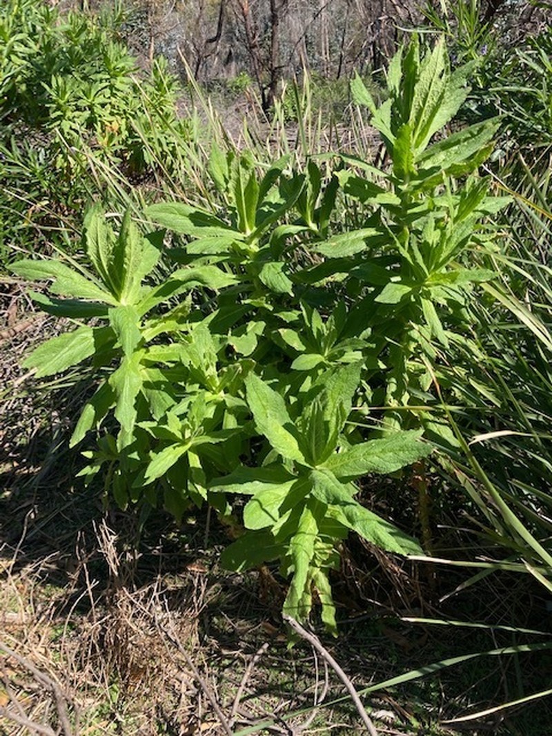 Apalochlamys spectabilis photo 8