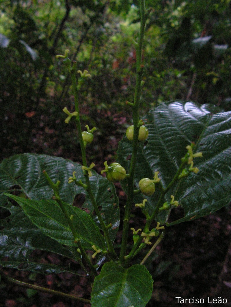 Aparisthmium cordatum