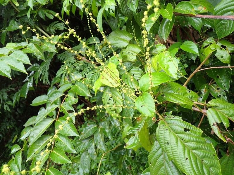 Aparisthmium cordatum photo 6