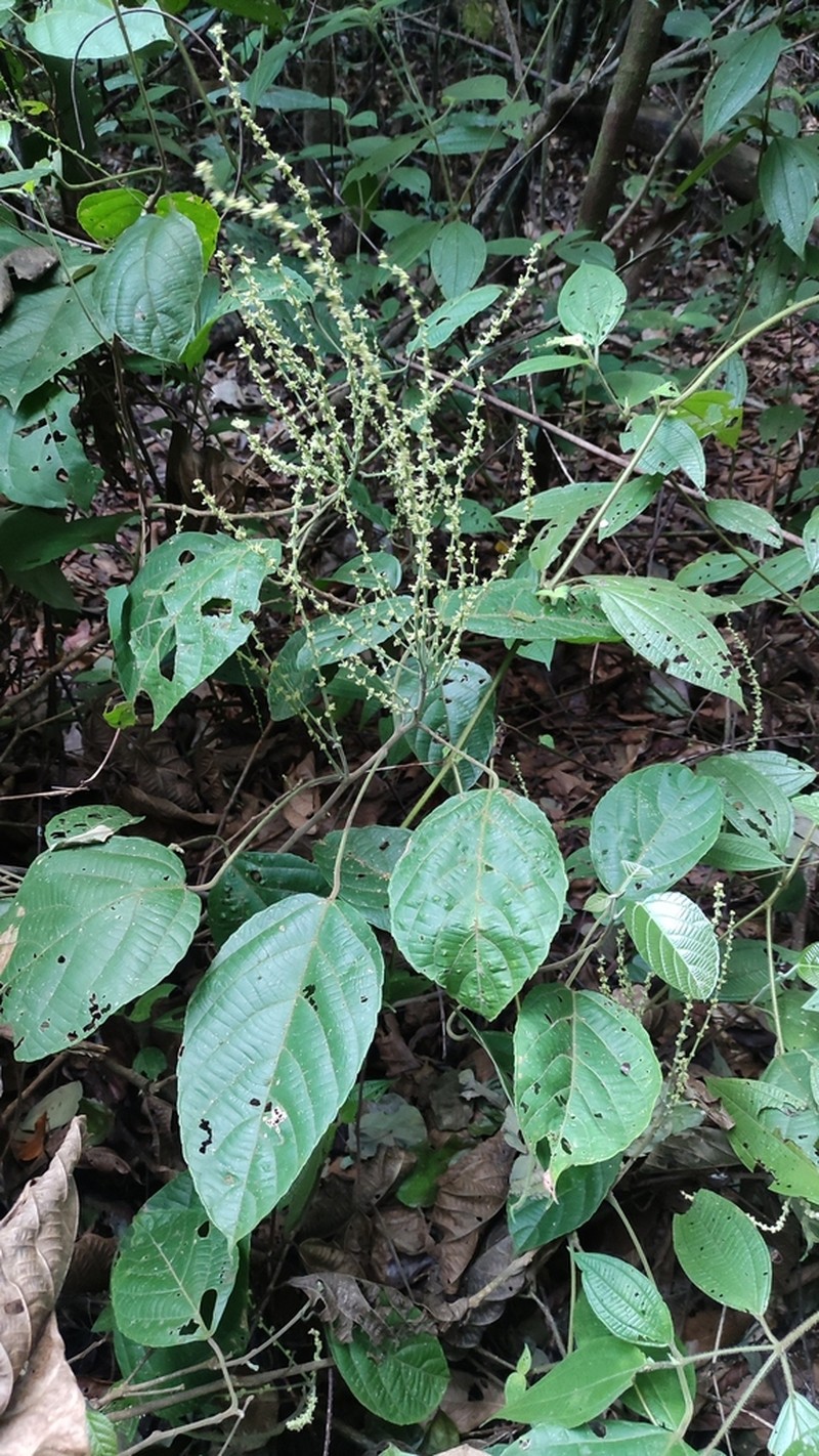 Aparisthmium cordatum photo 7