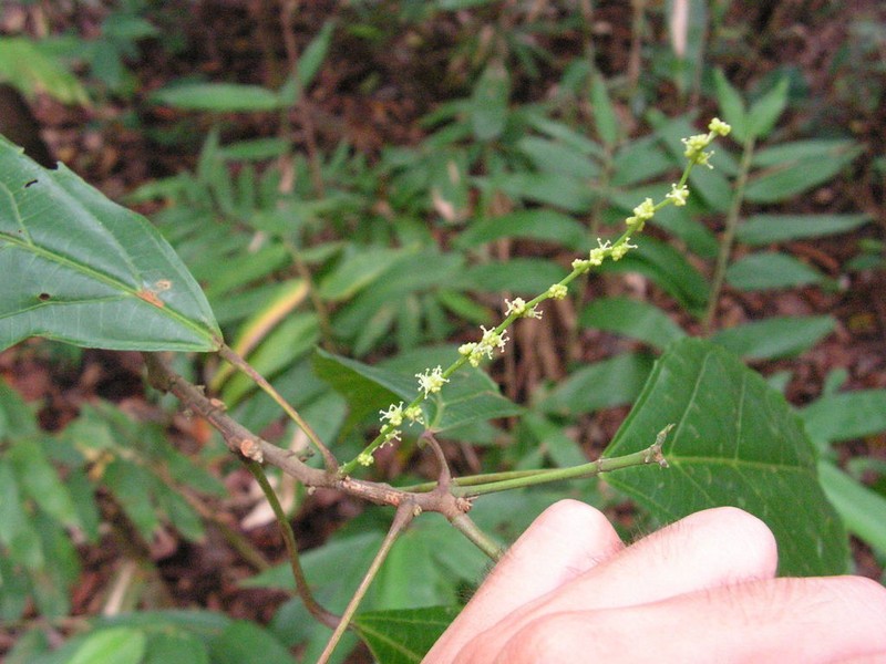 Aparisthmium cordatum photo 8