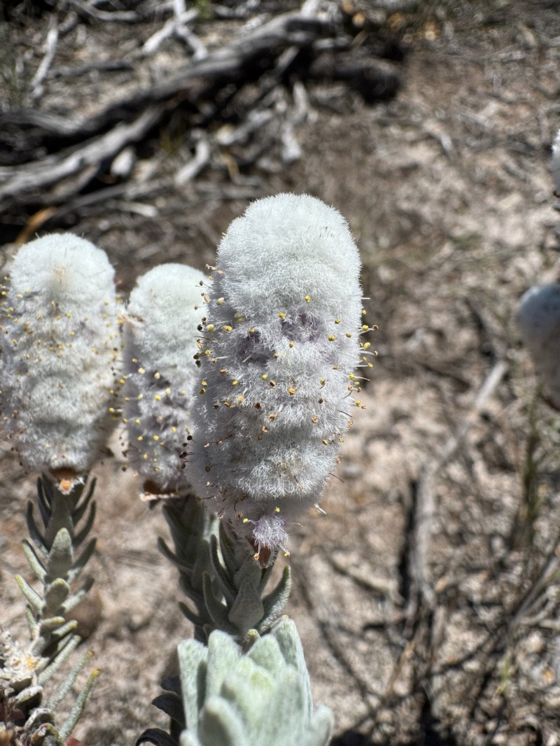 Apatelantha albicans photo 3
