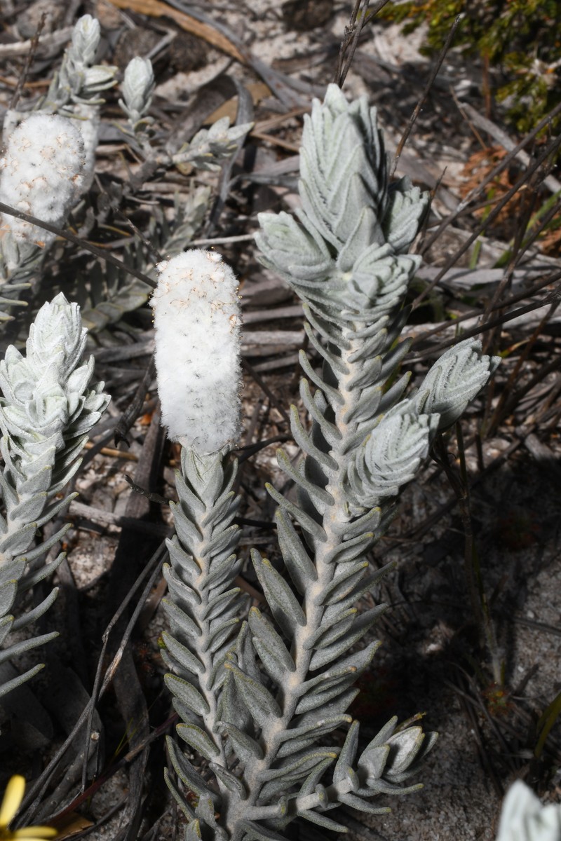 Apatelantha albicans photo 6