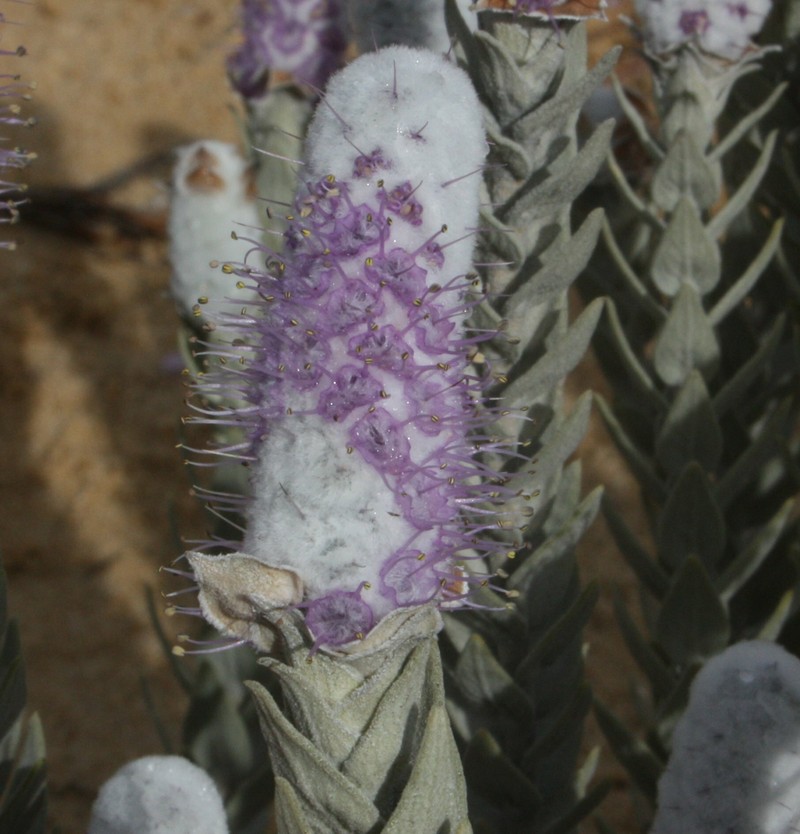 Apatelantha albicans photo 8