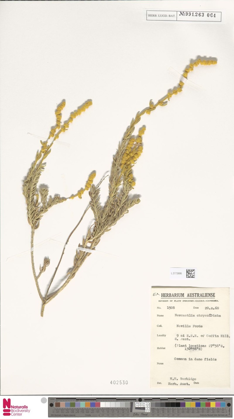 Apatelantha chrysotricha