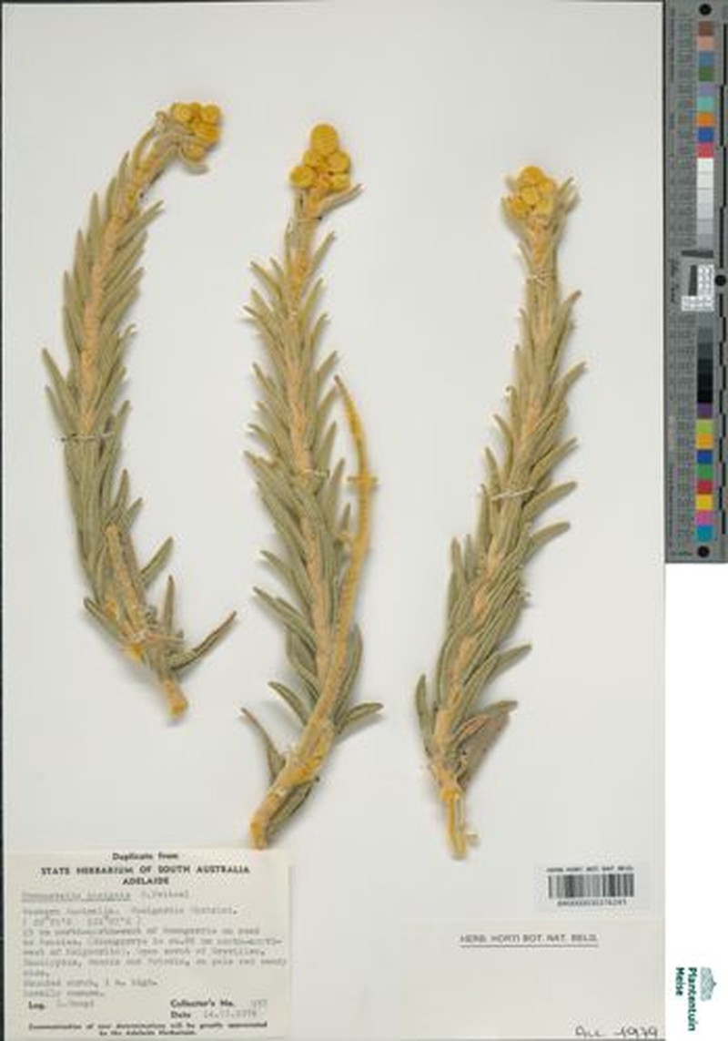 Apatelantha insignis