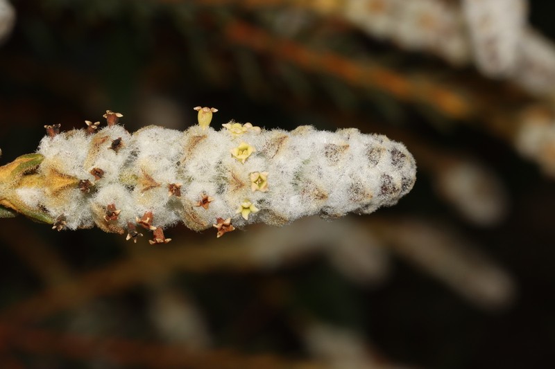 Apatelantha lachnostachya