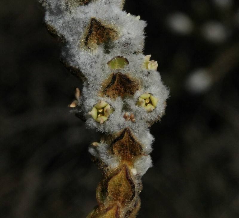 Apatelantha lachnostachya photo 5
