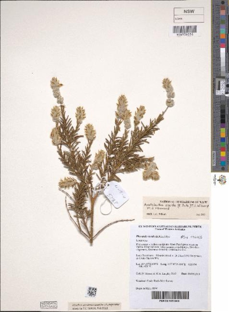 Apatelantha viscida