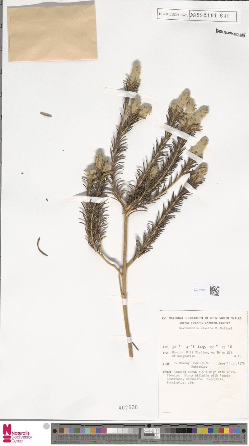 Apatelantha viscida photo 2