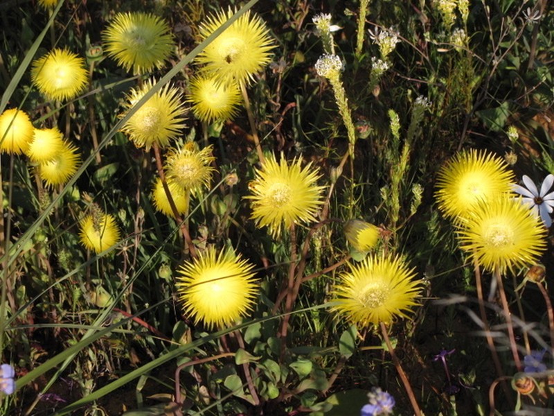Apatesia helianthoides photo 2