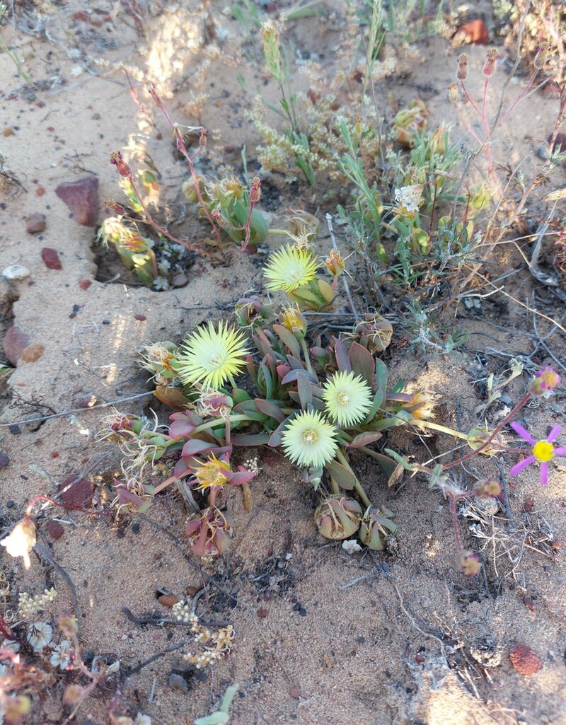 Apatesia helianthoides photo 3