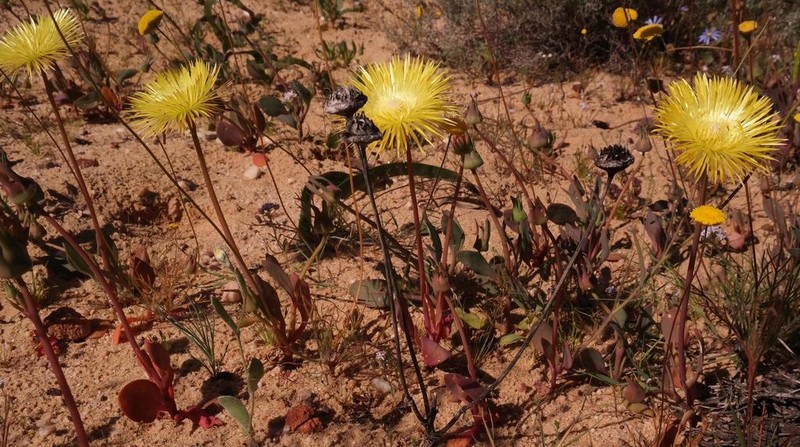 Apatesia helianthoides photo 4