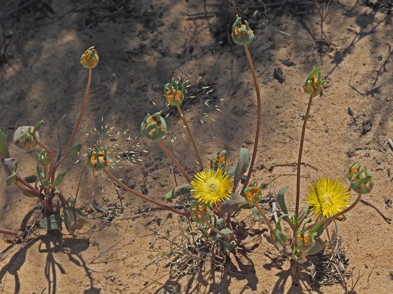 Apatesia helianthoides photo 5