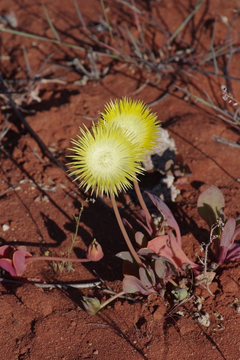Apatesia helianthoides photo 6