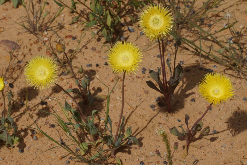 Apatesia helianthoides photo 7