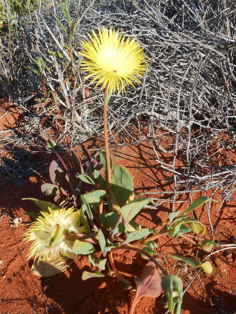 Apatesia helianthoides photo 8